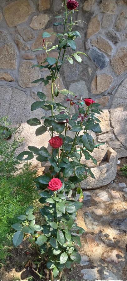 Villa Old House Bn 비톨라 외부 사진